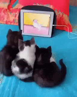 Kittens watching tom and jerry in cat gifs
