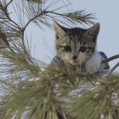 Help Me Cat GIF - Find & Share on GIPHY
