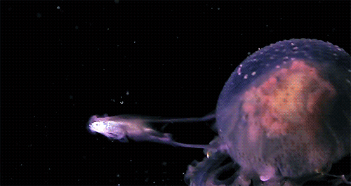 Meduza ulovi plen