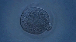 Biology Physiology GIF - Find & Share on GIPHY