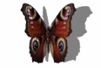 peacock butterfly