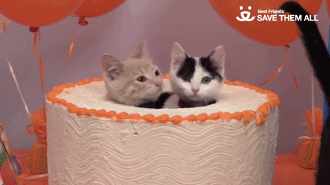 Featured image of post Happy Birthday Gif For Her Cats Looking for cat birthday stickers