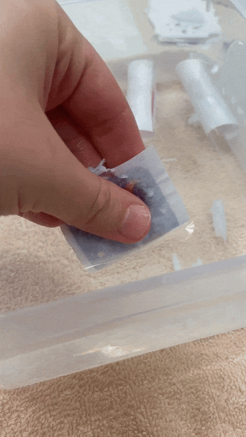 Gif/moving image of a white hand over a tub of water rubbing the back of a taped-up toner-printed image of the night with stars emoji to remove the paper fibers. The hand dips the taped-up image into the water to held remove the paper fibers from the piece of tape while the toner remains affixed to the tape, creating a sticker. 