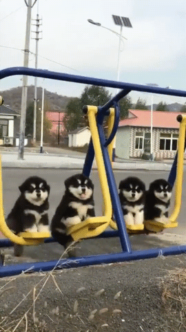 Chonky Husky Puppies on a Swing Cute Eyebleach