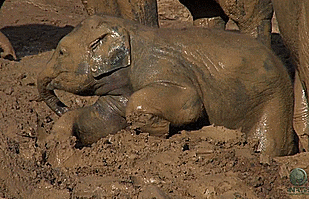 animals baby mud elephants wallowing