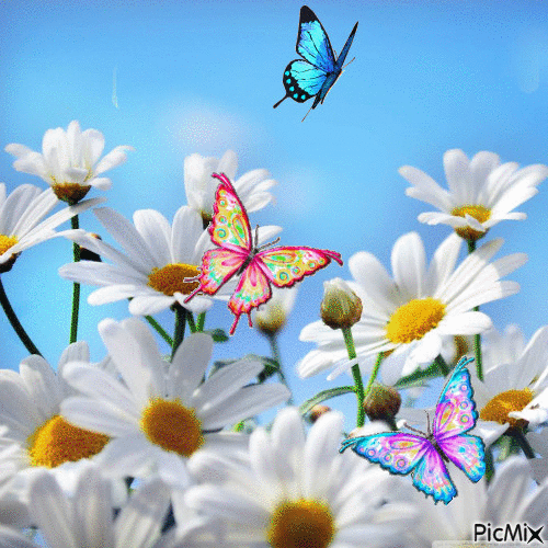 Daisies GIFs Find & Share on GIPHY