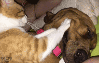 Cat Massage GIF - Find & Share on GIPHY