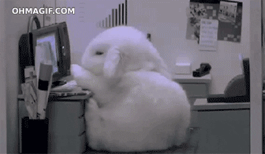 funny cute animals computer bunny