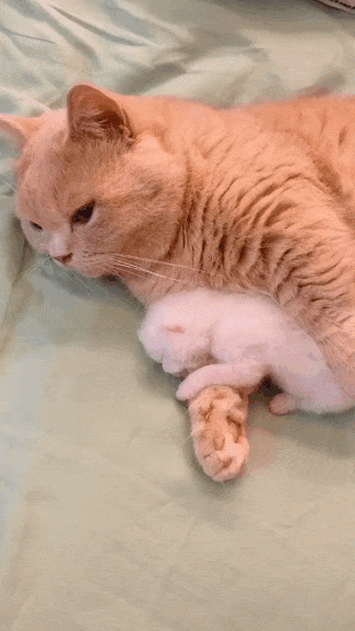 Cutest thing you  see today in cat gifs