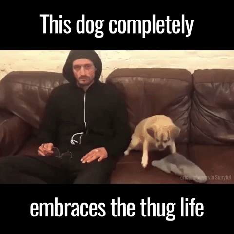 Dog Thug Life in funny gifs