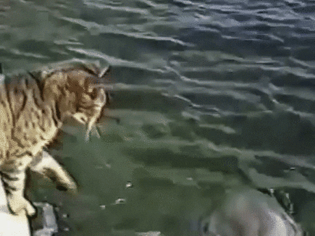 cat boat gif find