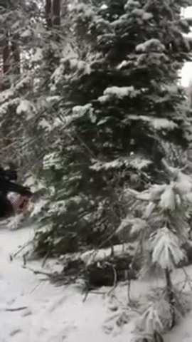 Comme les animaux n’ont rien à faire dans un zoo, les sapins n’ont pas leur place dans votre salon