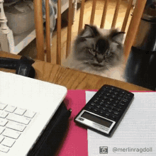 How to Create a Budget Using the 50/30/20 Method | Angry-Looking Cat Sitting Near a Table with Calculator | powerful Aura