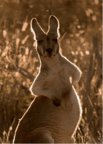  sleepy scratch kangaroo chewing scratching GIF