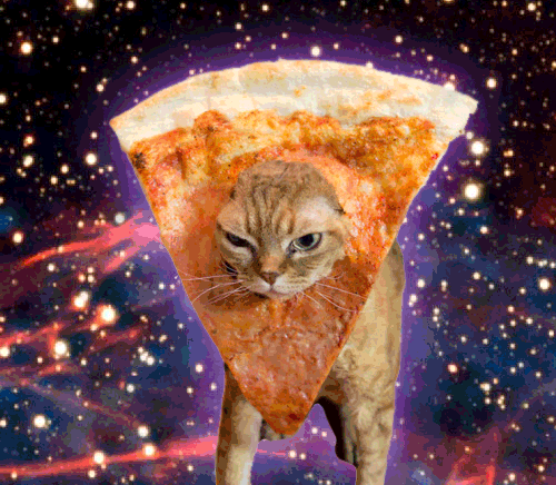 Cat Pizza GIF Find & Share on GIPHY