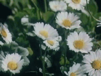 Flower Spring GIF - Find & Share on GIPHY