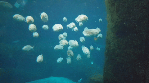 School Fish GIF - Find & Share on GIPHY
