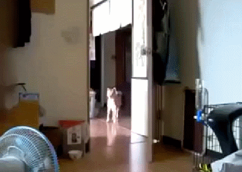 Hide Seek Gif Find Share On Giphy