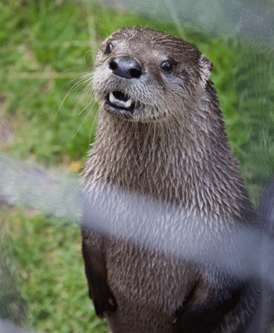 Otters GIF - Find & Share on GIPHY