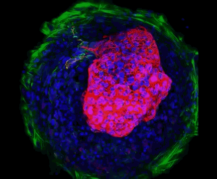 Gif Cells Animated Gif On Gifer - Riset