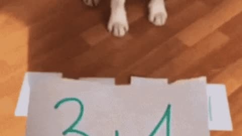 Smart doggo