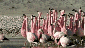 flamingoes walking together