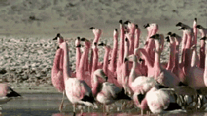 Eine wandernde Flamingo-Herde.