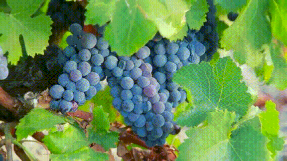 Vineyard Foreground GIF - Find & Share on GIPHY