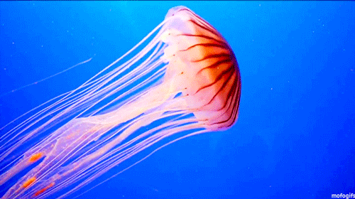 animals ocean swimming floating jellyfish