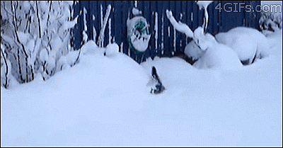 Kot skacze w śniegu