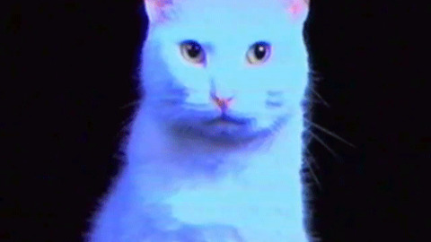 Cat GIF - Find & Share on GIPHY