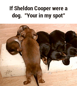Sheldon Cooper GIF - Find & Share on GIPHY