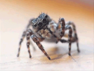 Jumping Spider GIF