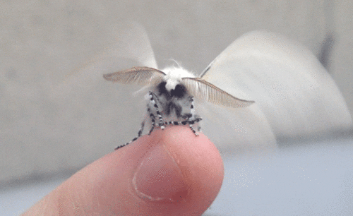 https://media.giphy.com/media/qDGRW6wrzG79S/giphy.gif