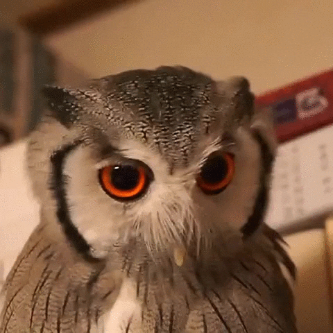 face owl