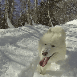 dog animated GIF