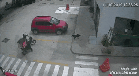 Thats a planned accident in dog gifs