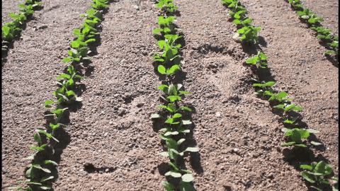agro companies multi types Agriculture based industries