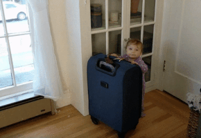 Suitcase GIF - Find & Share on GIPHY