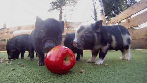 Apple Pig GIF - Find & Share on GIPHY