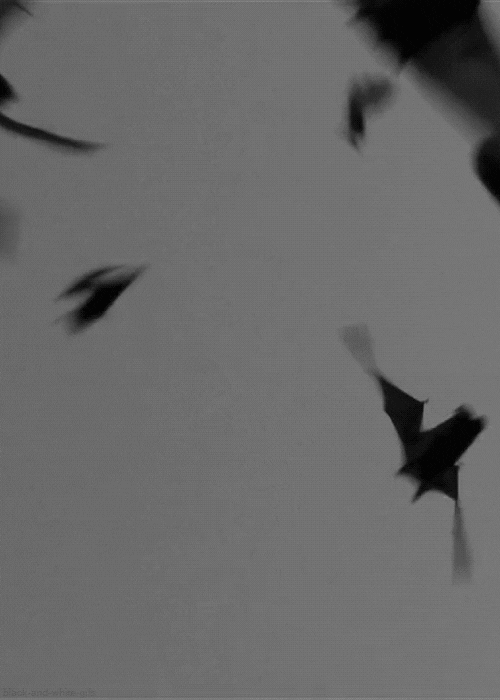 Murciélagos volando