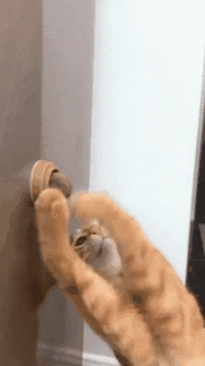 Catnip de Menta Gatuna