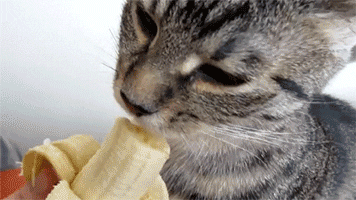 Cat Vitamins GIF - Find & Share on GIPHY