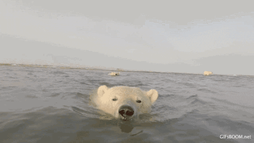 animals sea polar bear