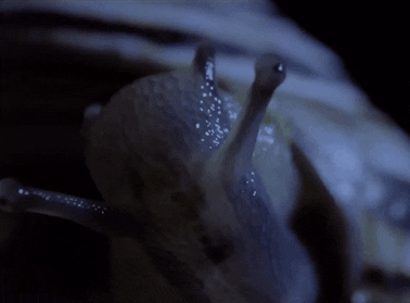 https://media.giphy.com/media/qNajujXPvSxKU/giphy.gif