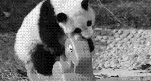Panda Bear GIF