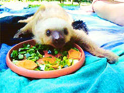 Sloth Eating GIF - Find & Share on GIPHY