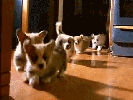 Puppy GIFs - Find & Share on GIPHY