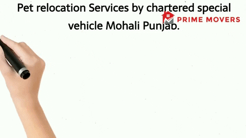 Pet transport service Mohali