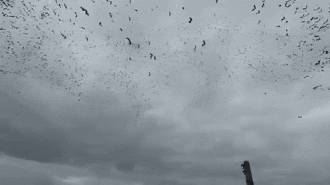 GIF of the Week